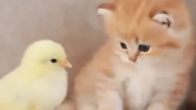 chicken vs cat become friends