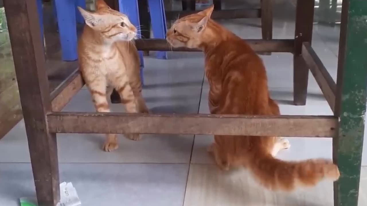 Cats Fighting and Meowing - These Two are Bloody Brothers | Viral Cat