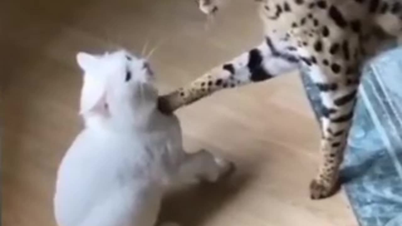 Cat vs cat