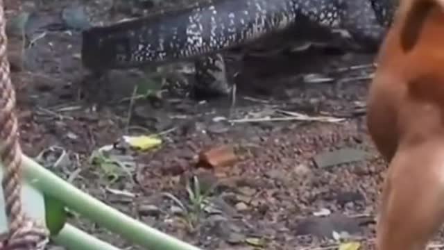 Funny videos of dogs, cats and other animals