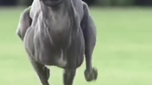 This dog is fast!