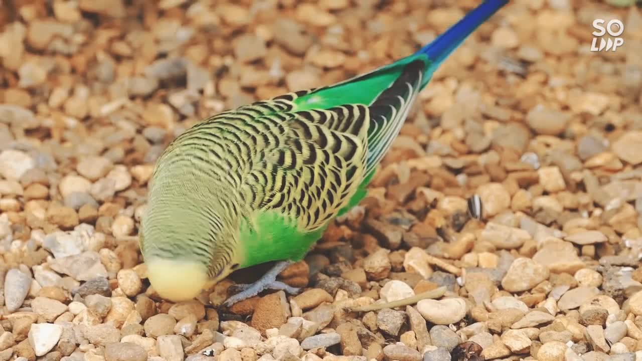 The most beautiful colorful birds