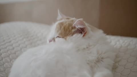 Cute and cute cats video