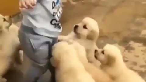 Baby play with puppies