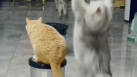 Cat playing batminton