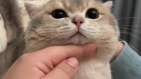 The kitten loves to be petted like this.