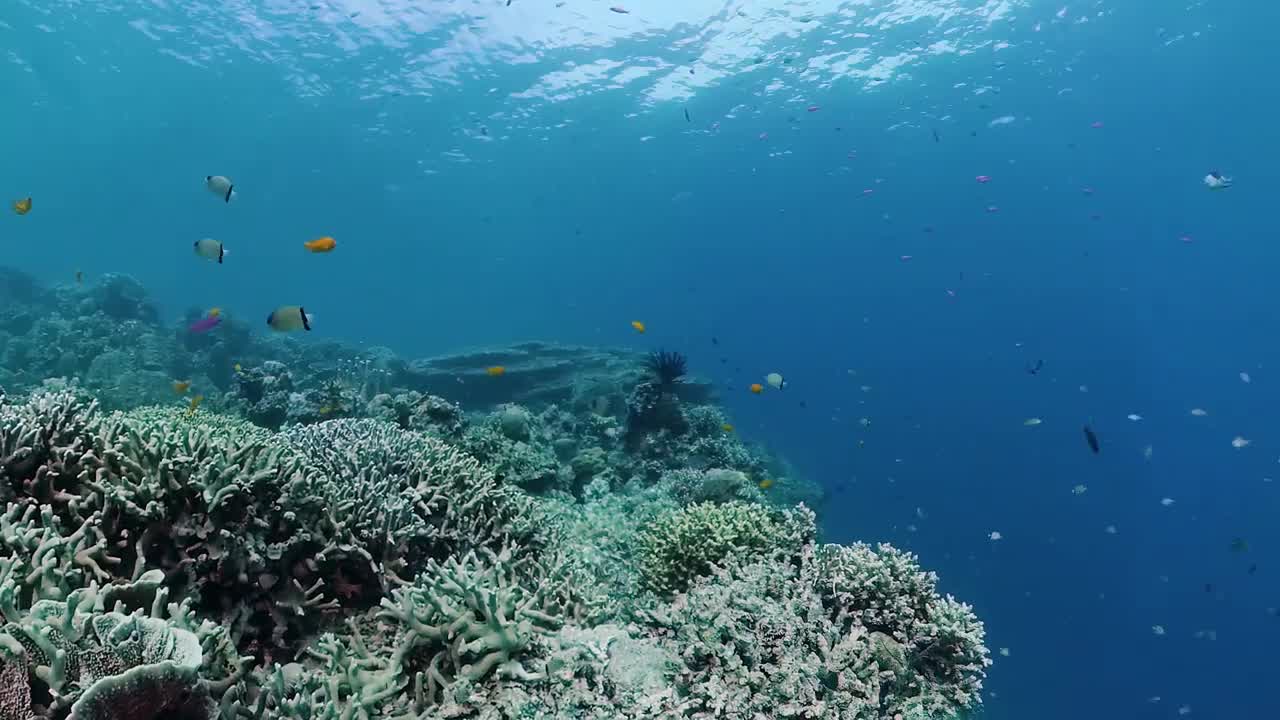 Aquarium Therapy Anti-Stress Relax & Focus Music