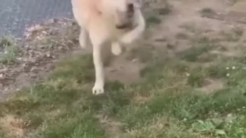 funny video sm