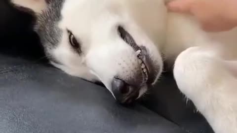 CUTEST HUSKY 😍😍 CUTE DOG VIDEO #shorts