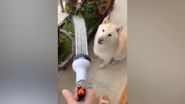 Funny Cats and Dogs Videos 😺🐶 Funniest Animals 2023 😂 Part 4