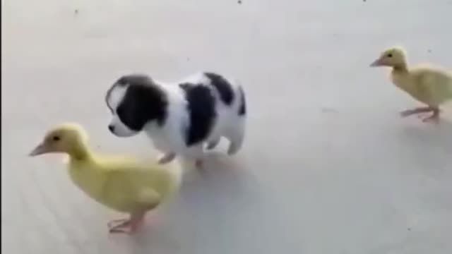 Puppy's and ducks cute videos