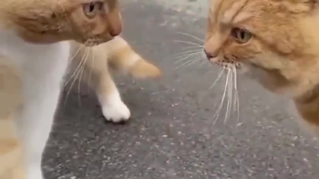 Trrnding Cute Cats😹Funny Fail ops Moments Clips