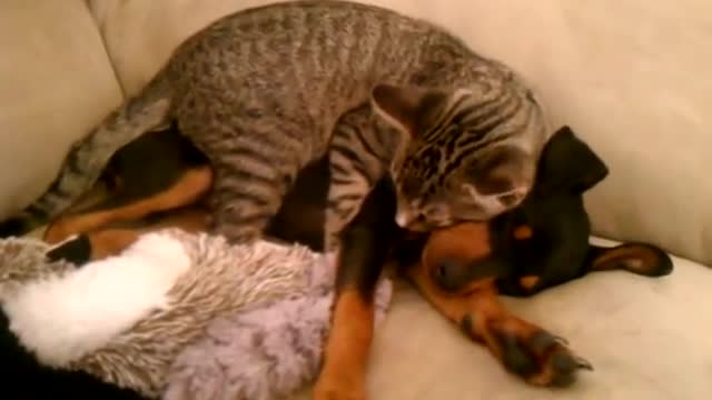 Winston (kitty) takes care of Zeke (puppy).3gp