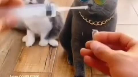 cat funny death acting