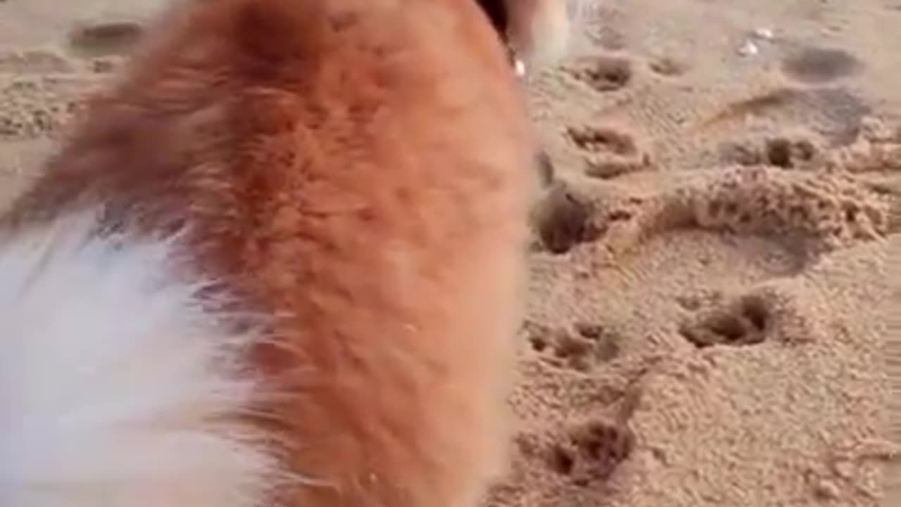 #funnycat #fyp#95 #catsoftiktok #beach#shorts