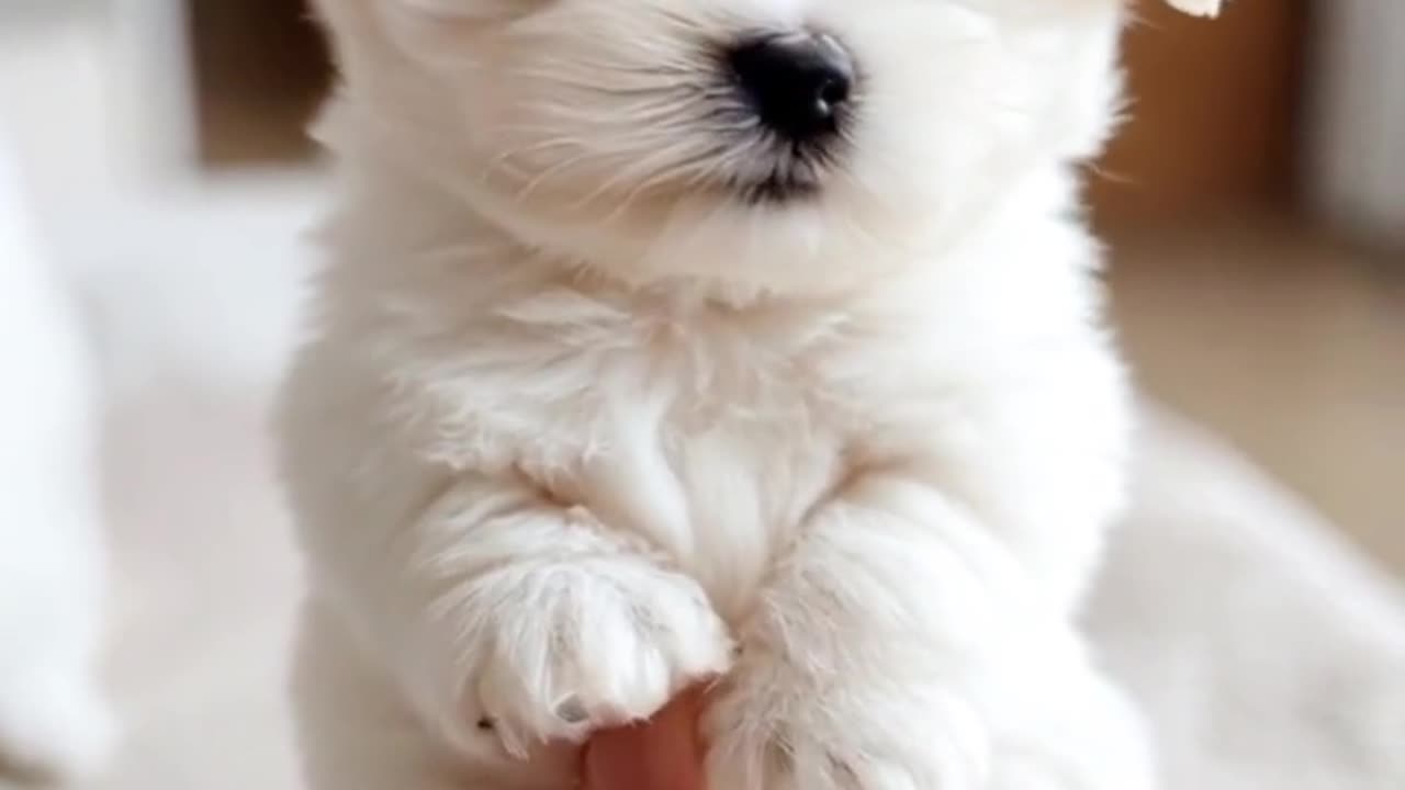 tea cup Adorable Puppy Dancing to the Beat | Cutest Puppy Dance Moves!