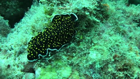 I am amazed at this gold dotted flatworm - no sound