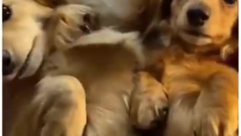 MUST WATCH! Cute Golder Retriever Pups You Will Love to Watch😍