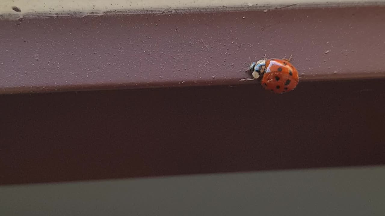 Cute Ladybug, The Door to Freedom