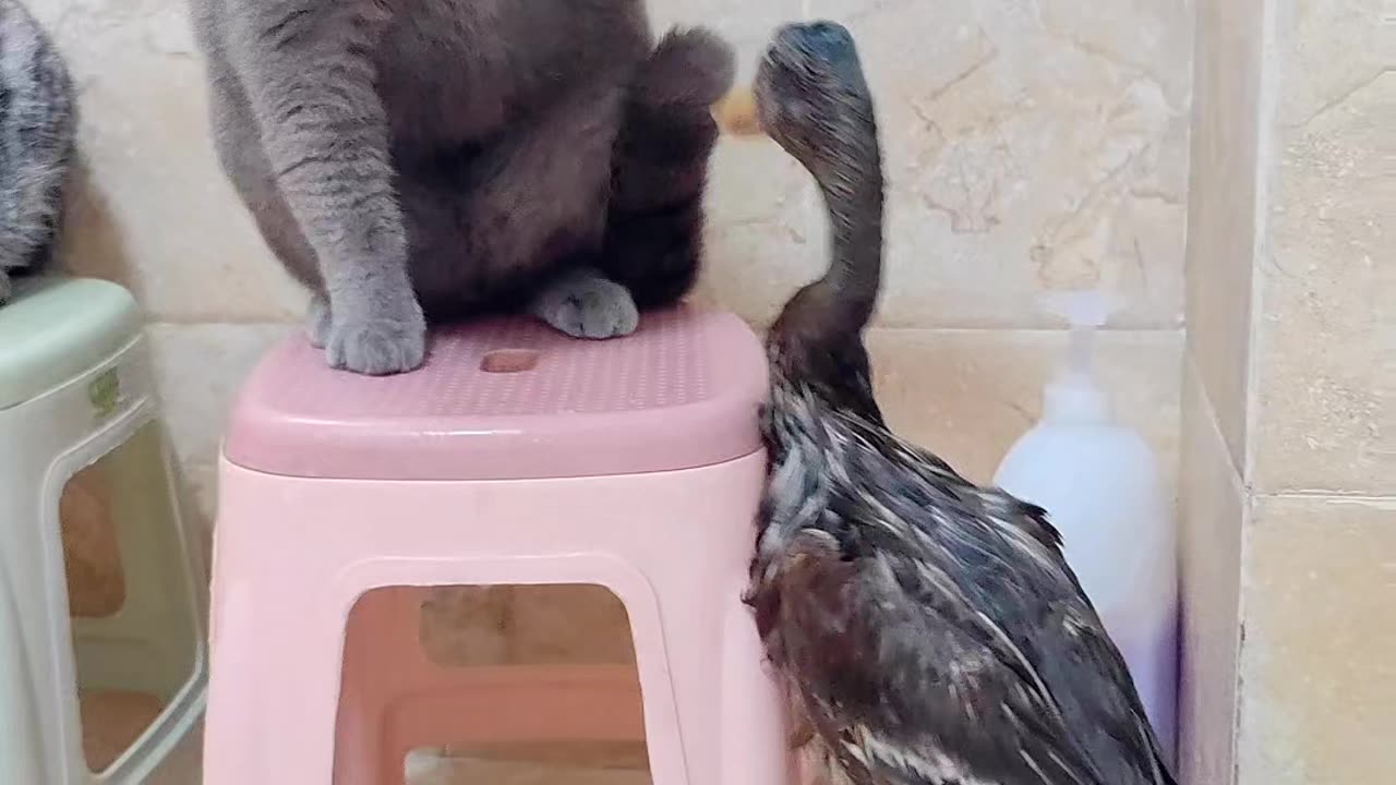 CAT VS DUCK BEST FIGHT EVER 🤣🤣 FUNNY CAT AND FUNNY DUCK