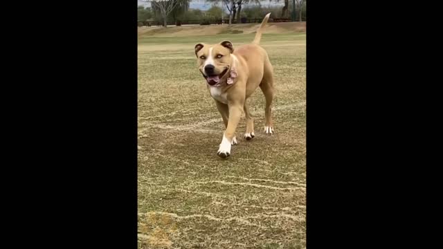 cute baby dogs small to big aww