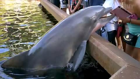 a funny dolphin