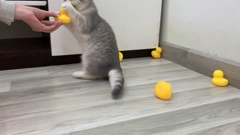 Adorable Kitten Playing With 500 Rubber Ducks