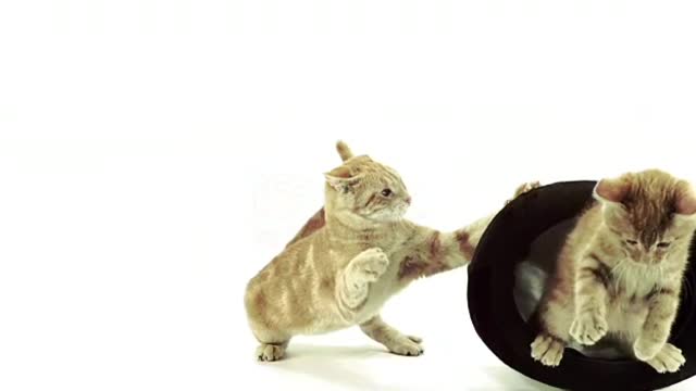 Cats Fighting and Meowing - These Two are Bloody Brothers | Viral Cat