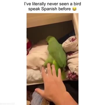 #funny #bird #speak #spanish #smile #secret #happiness