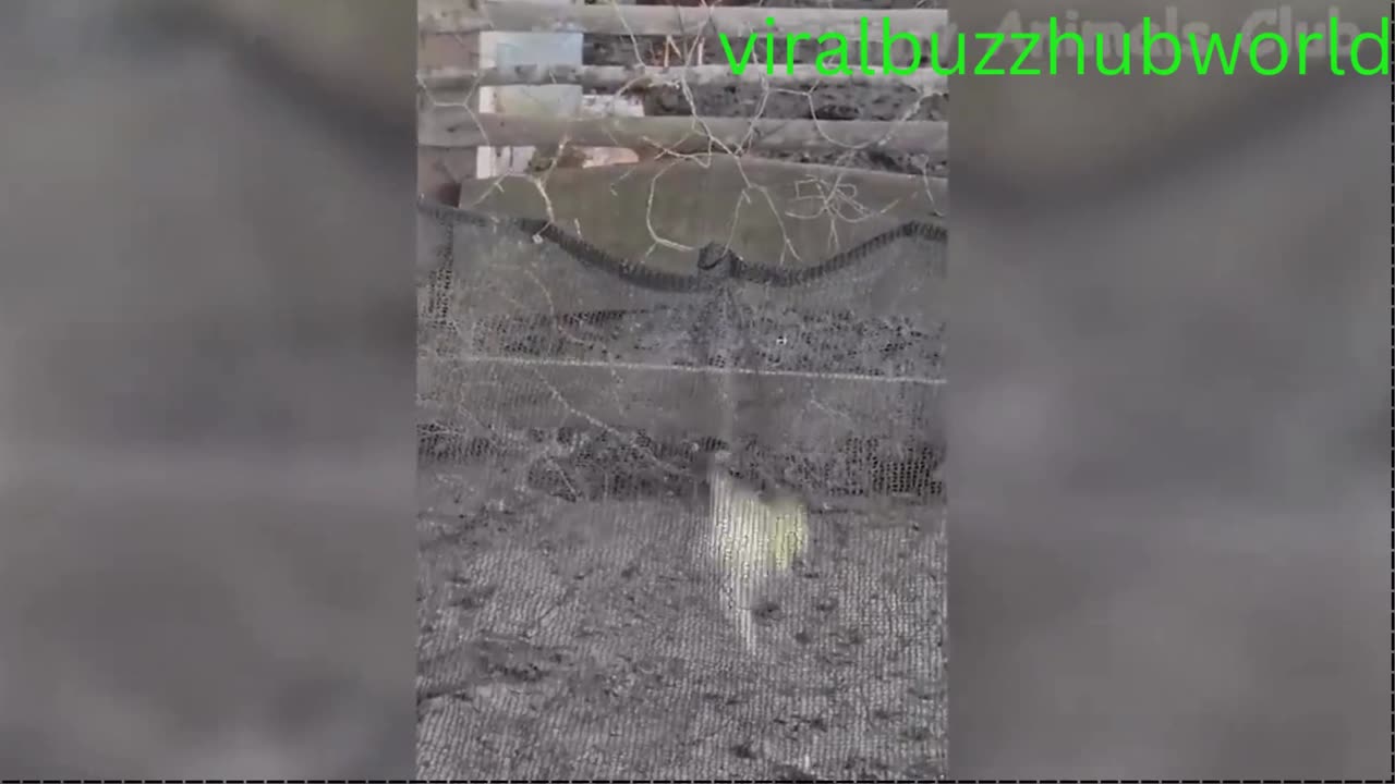 Funny dogs and cat to make your day better Funny animal video