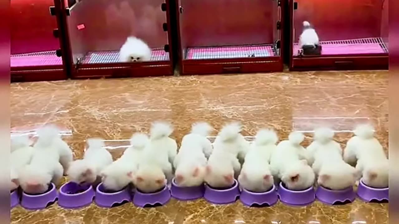 When they are too cute and beautiful..