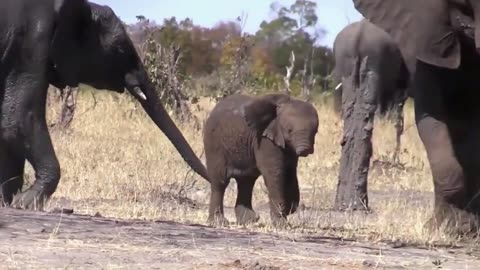 Baby Elephant without noise tail