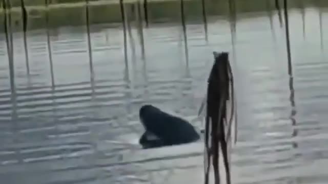 This is a beautiful and charming water-dwelling species