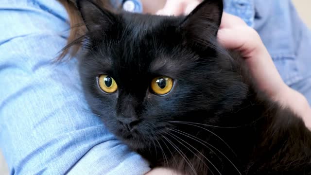 Close up footage of bog black maine coon cat in the arms of her owner