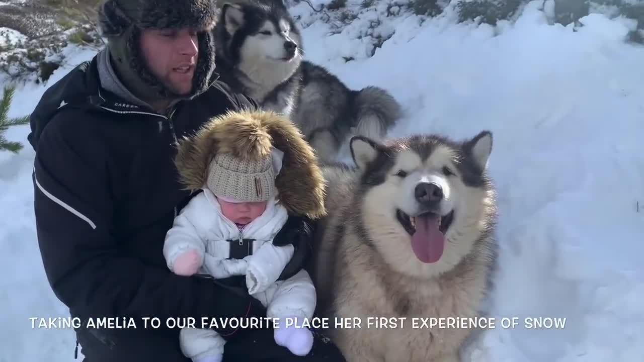 ALASKAN MALAMUTE AND OUR BABY - CUTE BOND FRIENDSHIP