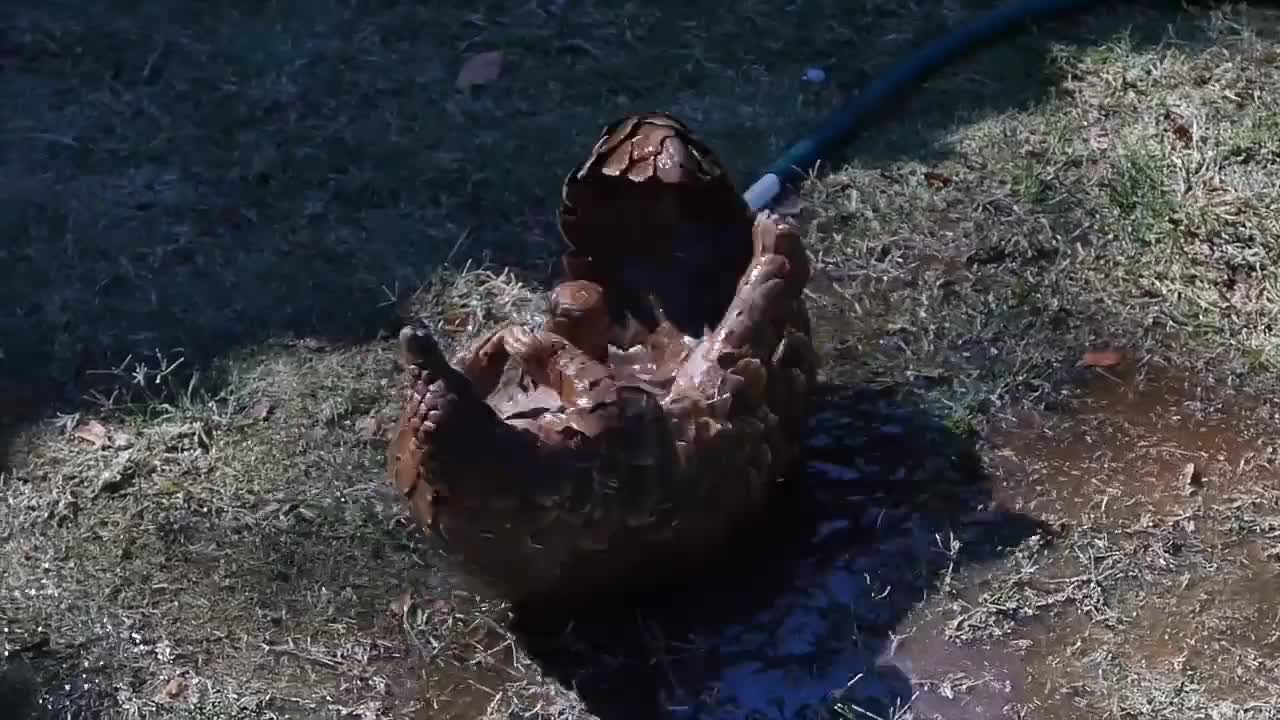 CURIOUS ANIMAL