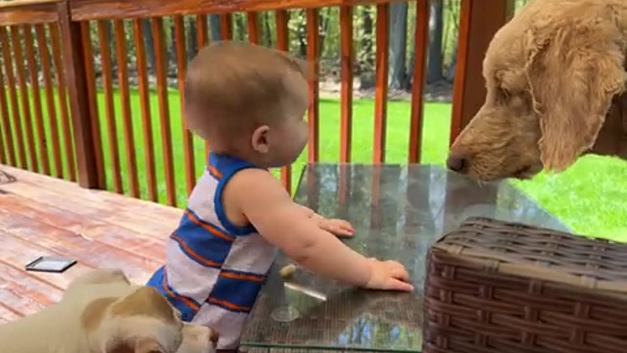 Funniest babies playing around animals