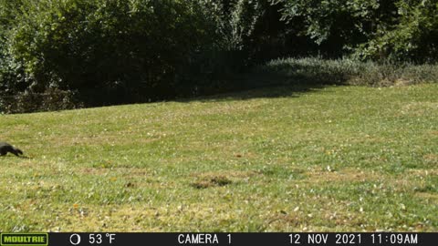 Back Yard Wildlife - Ground Hog Trot - 08 Nov 2021 - 02 Dec 2021