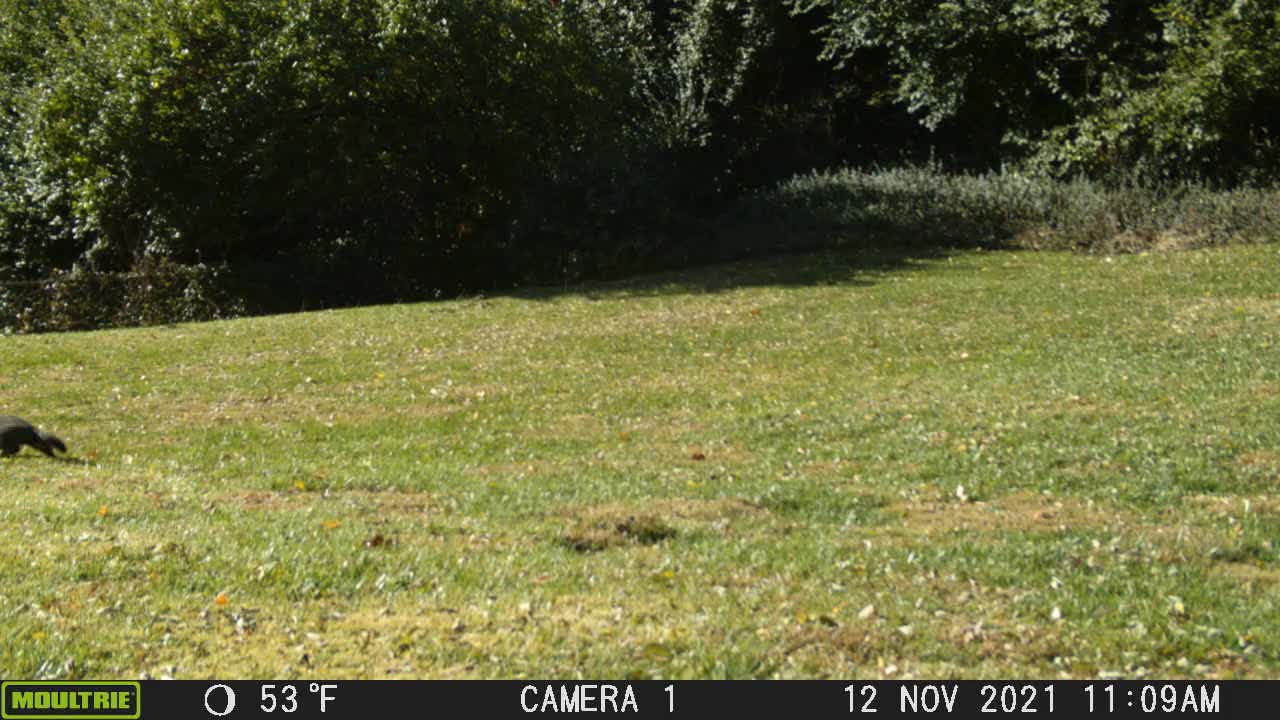 Back Yard Wildlife - Ground Hog Trot - 08 Nov 2021 - 02 Dec 2021