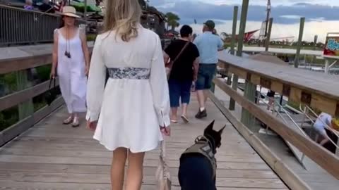 Watch my Doberman walk off leash on a busy boardwalk