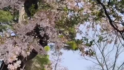 Sakura season in tokyo japan 🇯🇵