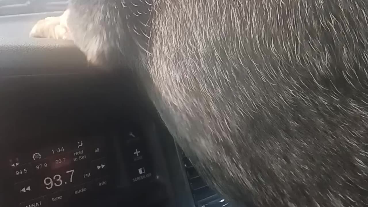 Blue Heeler Hates Windshield Wipers