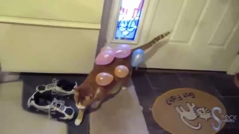 O gato e o balão