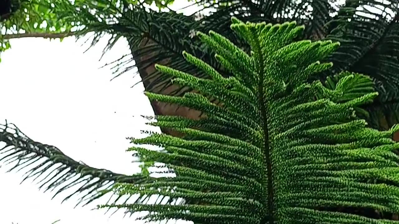 Xmas one not tree