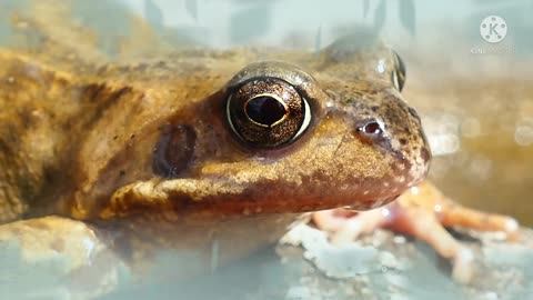 The frog is sitting on the stone.