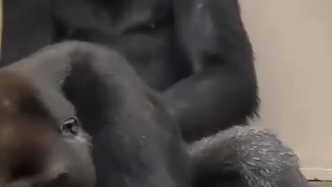 funny gorilla