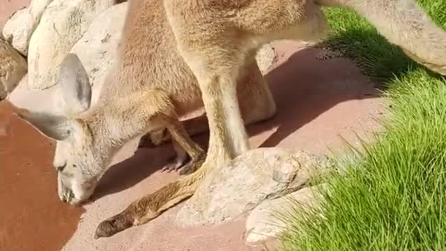 The kangaroo