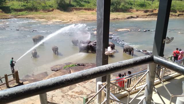 Amazing Elephants bathing