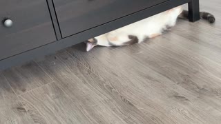 Kitty Thinks She's Being Sneaky