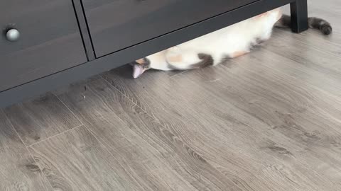 Kitty Thinks She's Being Sneaky
